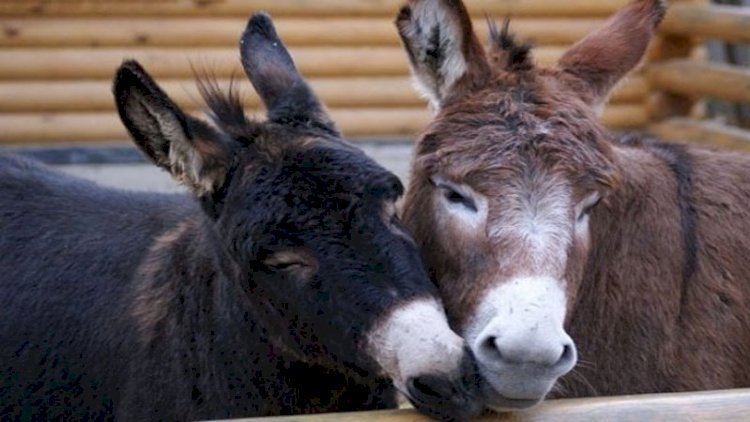 “Leş Tofiq”lər hərəkətə keçdi: Bizə eşşək əti yedizdirənlər niyə azadlıqda?