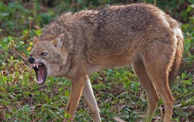 “Yola çıxanda gördüm ki, canavar qadını tutub...” - VİDEO