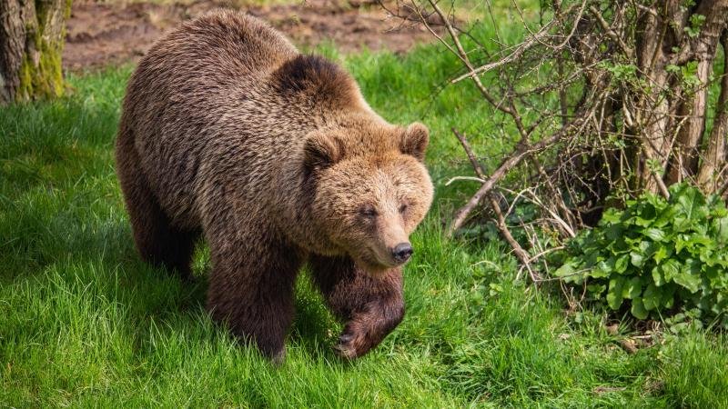 Hava limanına ayı girdi, uçuşlar dayandırıldı