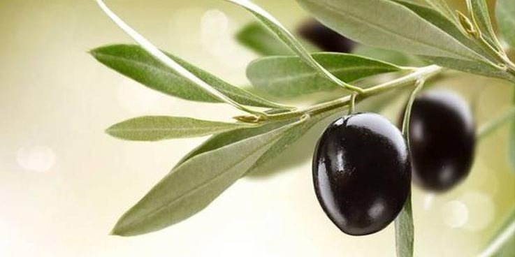 Zeytun möcüzəsi: Kiçik meyvədən böyük faydalar