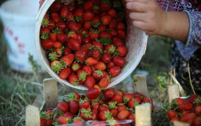 Bakıda satılan “dinozavr çiyələyi”: təcili tədbir görülməlidir – VİDEO