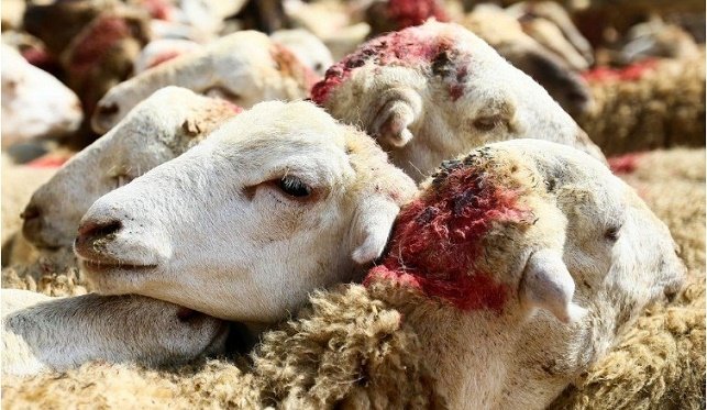 Qurban bayramında nə qədər heyvan kəsilib? - AÇIQLANDI
