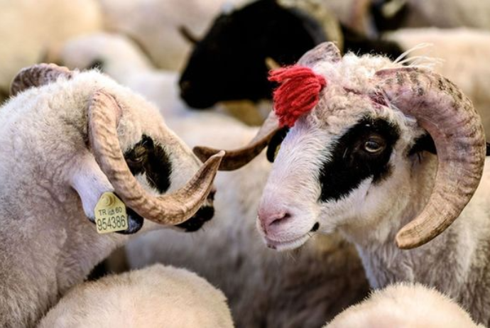 Bazarda qurbanlıqların qiyməti neçəyədir?