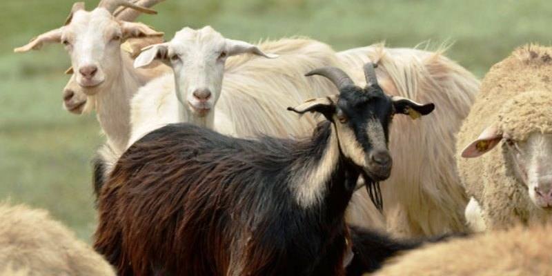 Azərbaycanda qoyun və keçilərin sayı azalır: Səbəb nədir? - Turkustan.az
