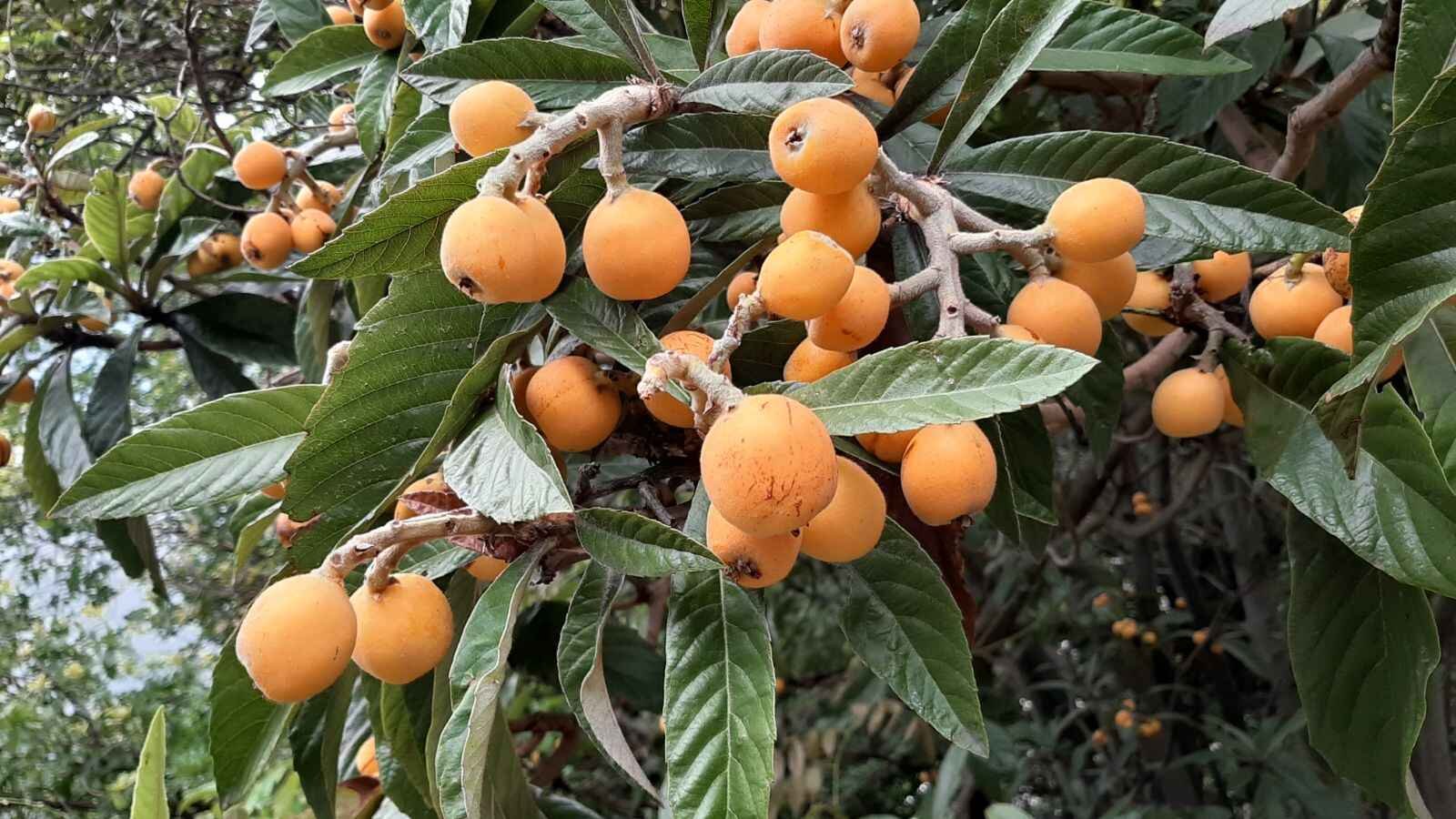 Kimsə üzünə baxmır, amma ölümdən başqa hər dərdin dərmanıdır!