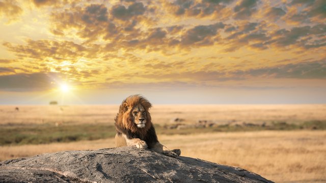 Alman iş adamı Safaridə aslanların qurbanı oldu