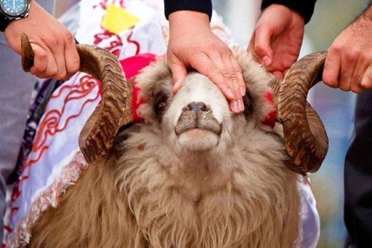 Bu şəxslərə qurban payı əvəzinə pul verin - İlahiyyatçı