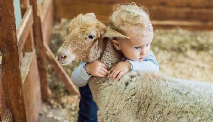 Qurban kəsiminin uşaqlara təsiri: Görməkmi, görməməkmi?