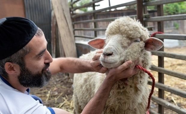 Qurban ibadəti "Quran"da yoxdur - Azərbaycanda qadağan edilə bilər - İlahiyyatçı