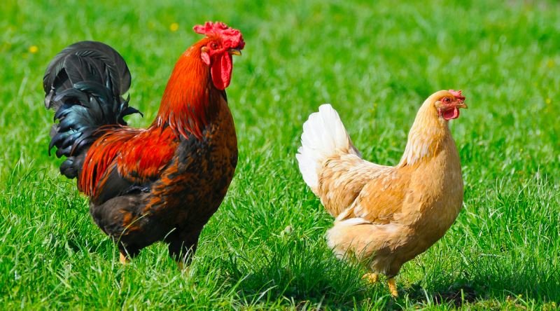 Qurban bayramında toyuq, xoruz kəsmək olarmı? – İlginc