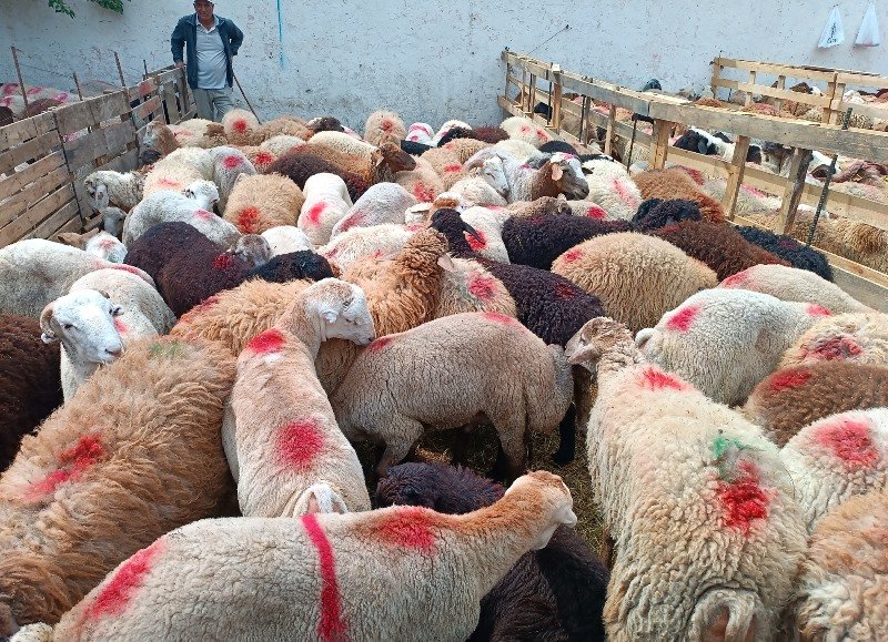Bakıda qurbanlıq heyvanları bu qiymətə SATIRLAR