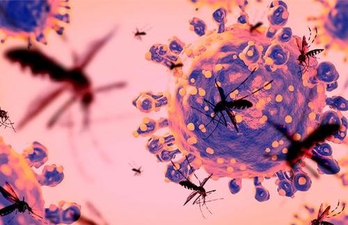 "Oropouche" virusunun Azərbaycanda da yayılma ehtimalı varmı? - RƏSMİ