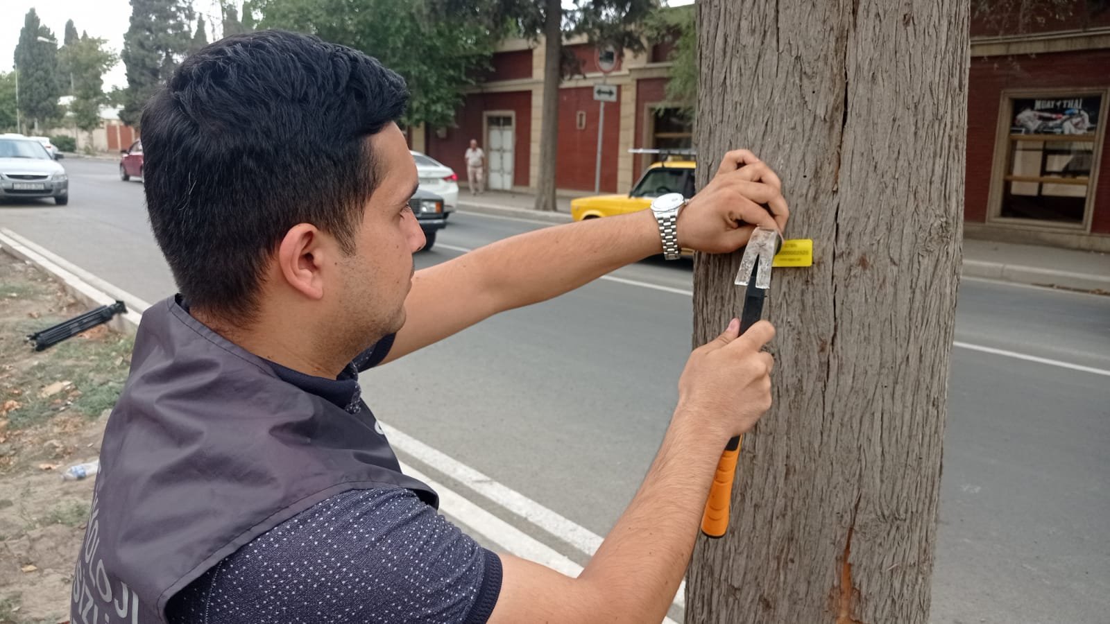 Azərbaycanda ilk: ağaclara QR kodlar yerləşdirilir – SƏBƏB