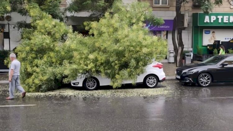 “Tarqovu”da ağac “Mercedes“in üstünə aşıb