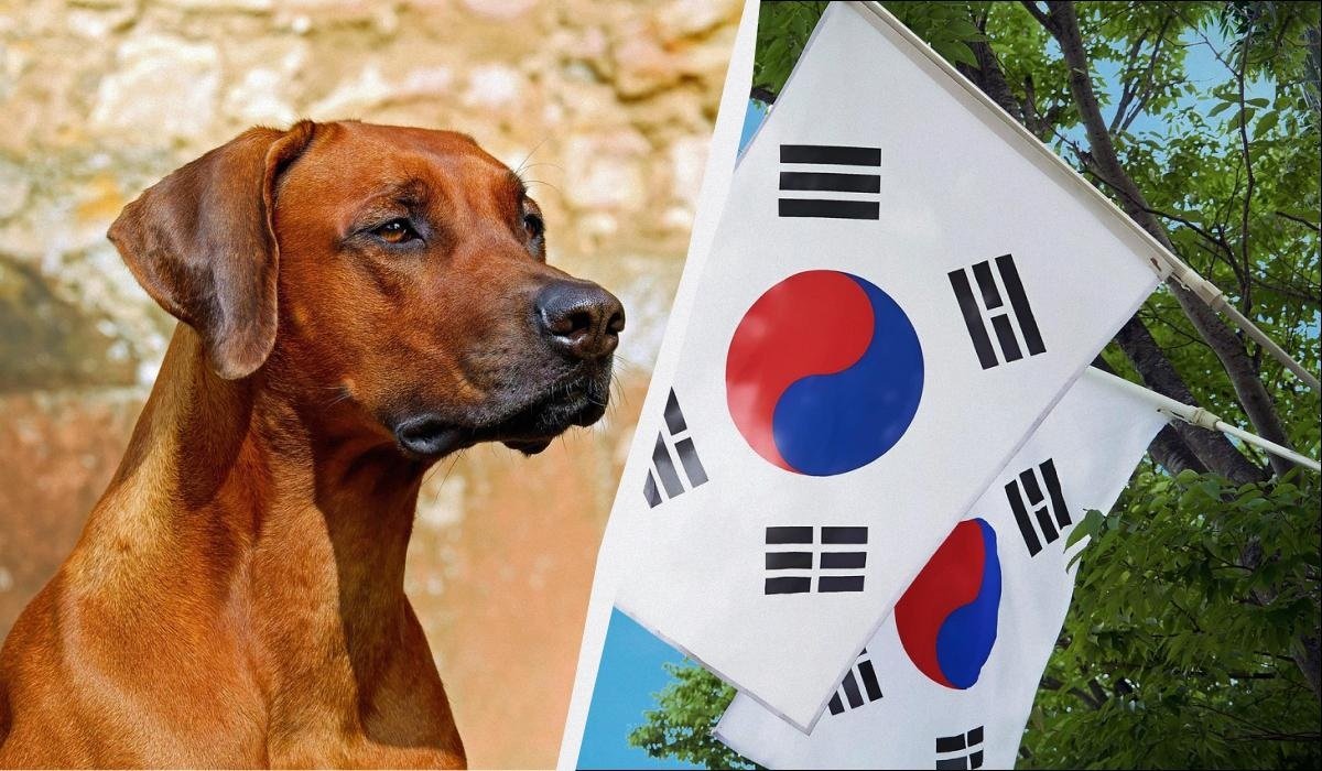 Təkcə Koreya deyil: Altı ölkədə hələ də it əti yeyilir