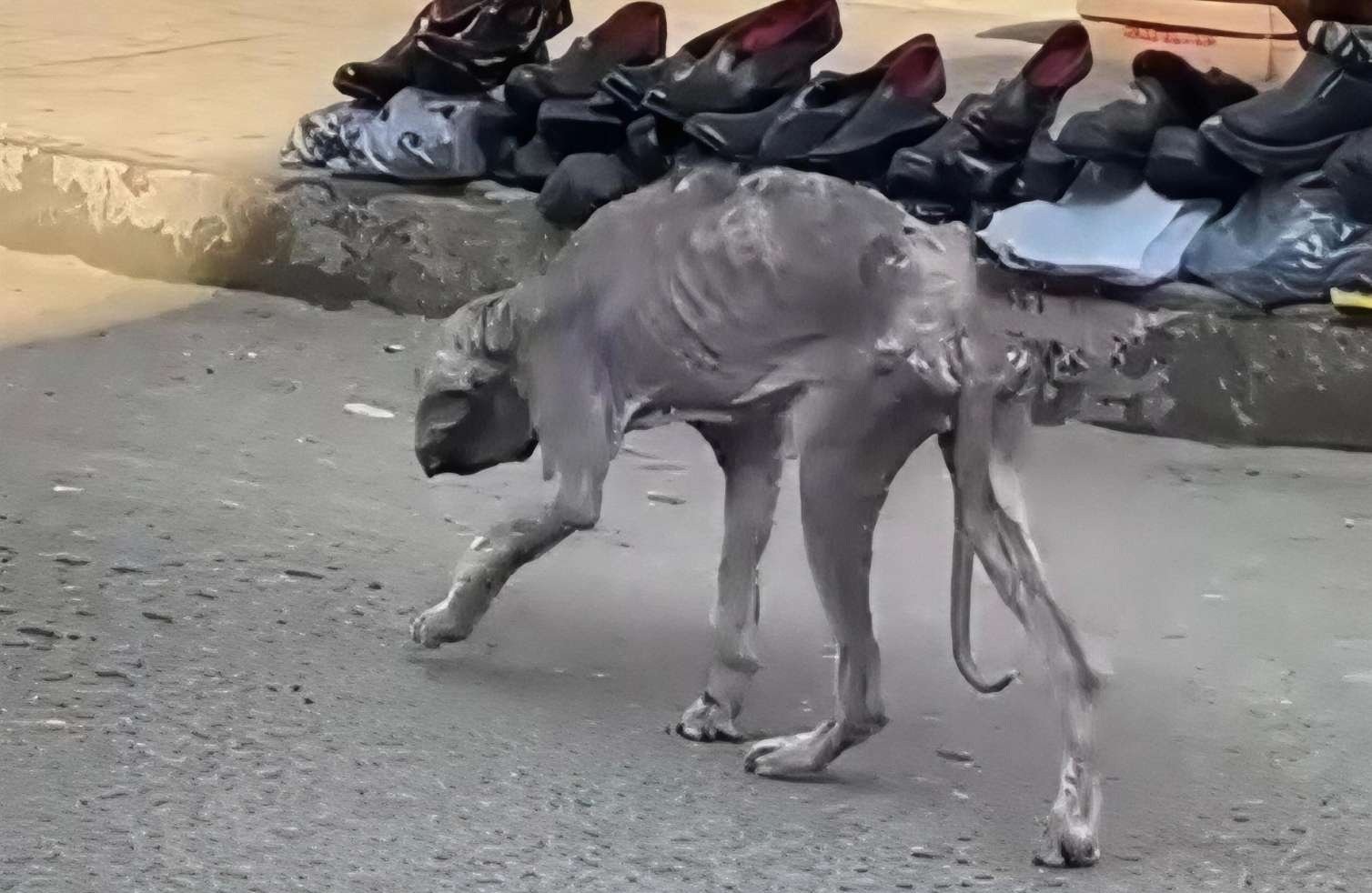 Bakıda bu heyvan görənləri şok etdi - VİDEO