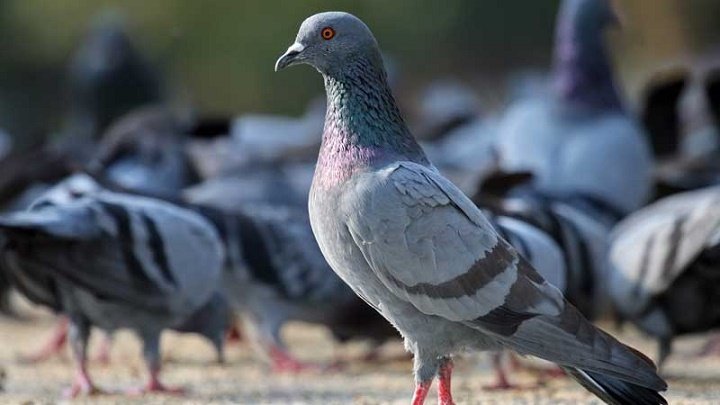 Azərbaycan göyərçin ətini baha qiymətə xaricə satır: Özümüz niyə yemirik? - FAYDALARI