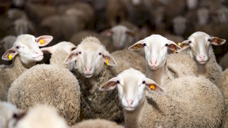 Quzu əti 32 manata qalxdı: SƏBƏB NƏDİR?