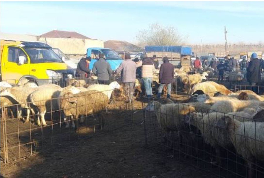 Heyvan bazarları nə zaman açılacaq? - RƏSMİ CAVAB