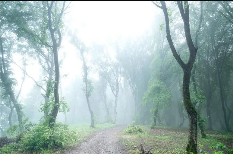 Lənətlənmiş meşə: Niyə Bermud üçbucağı adlanır?