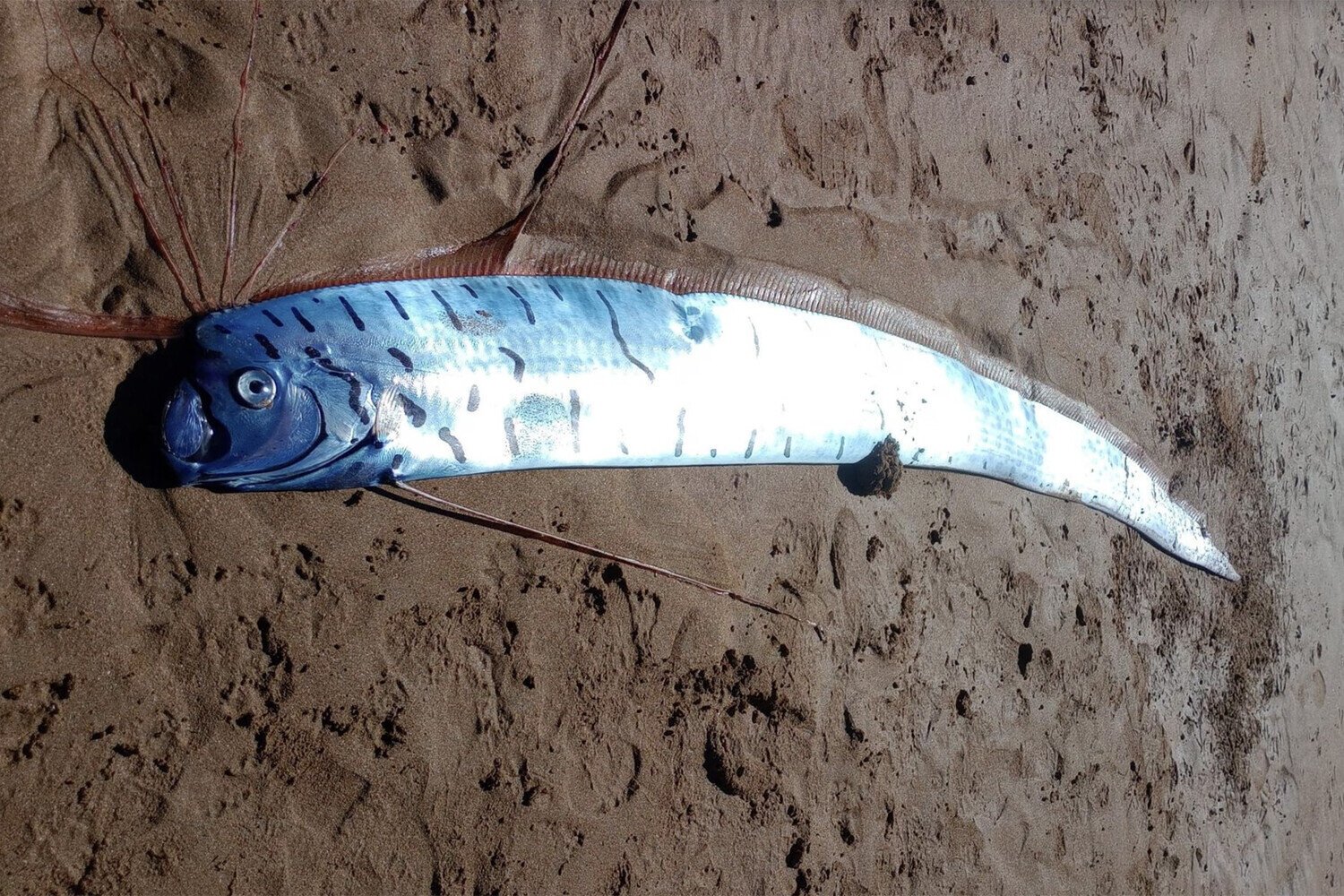 Bədbəxt hadisələrin gəlişindən xəbər verir... - Ən böyük "Qiyamət balığı" sahilə çıxdı