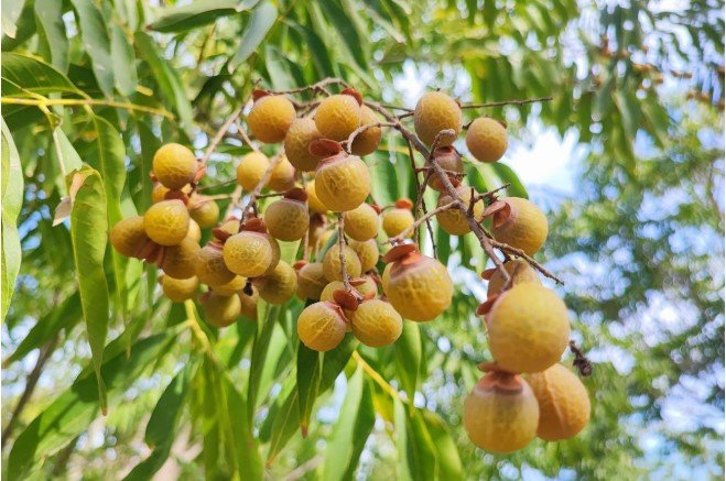 Həm meyvədir, həm yuyucu vasitə