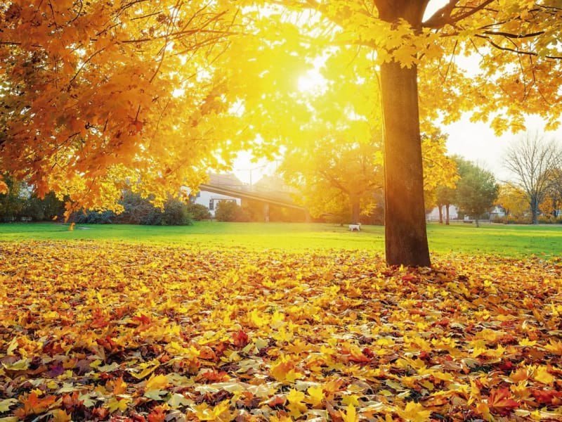 Rekord temperatur QEYDƏ ALINDI – Bu qış qar üzünə həsrət QALA BİLƏRİK...