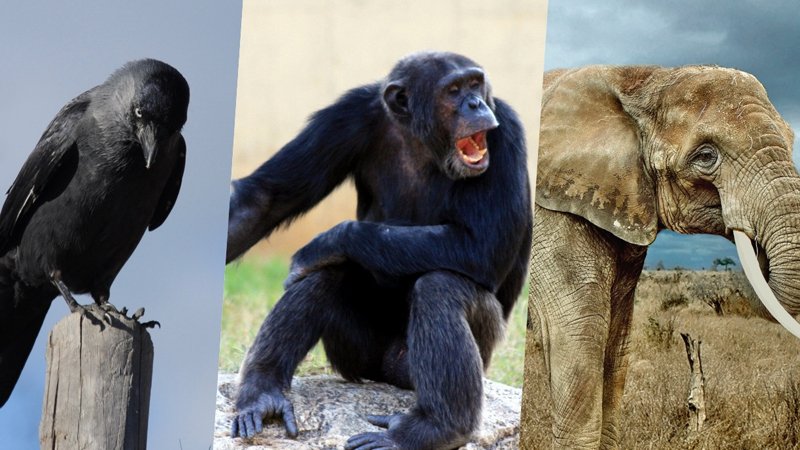 Dünyanın ən ağıllı 10 heyvanı: Onların zəkası bəzən insanı belə üstələyir (FOTO)