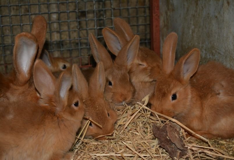 Dovşan əti yemək haramdır? - AÇIQLAMA