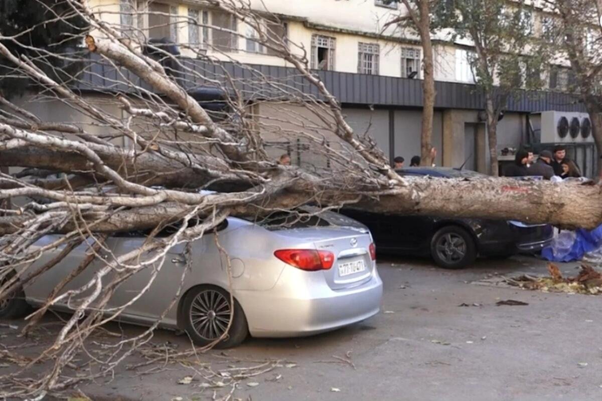 Bakıda irigövdəli ağac maşının üzərinə AŞDI