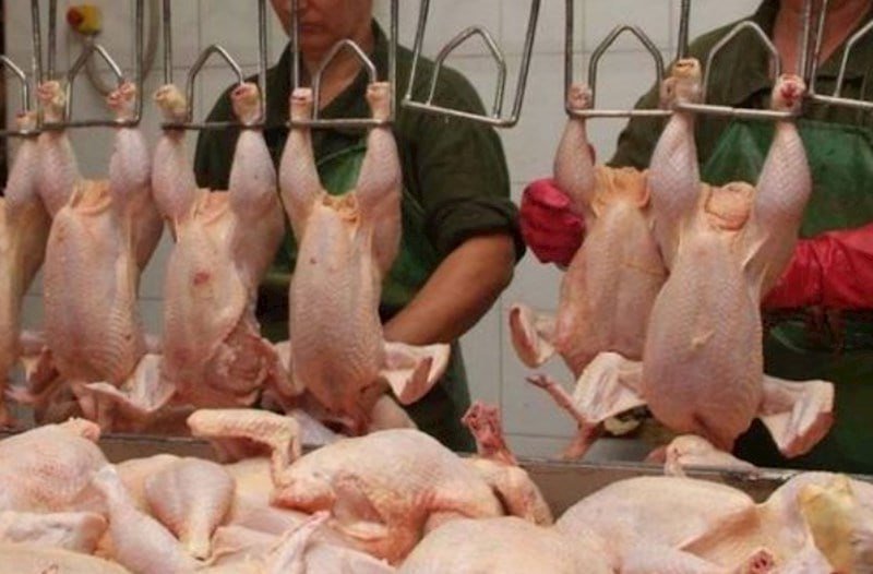 “Kənd toyuğu” adıyla satılan rənglənmiş toyuqları necə ayırd etmək olar? – Bu üç üsul həyatınızı xilas edəcək