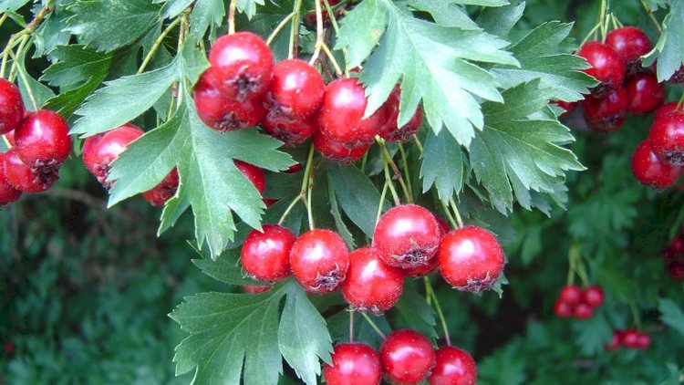 Bu giləmeyvənin çayı möcüzədir - Faydaları saymaqla bitmir