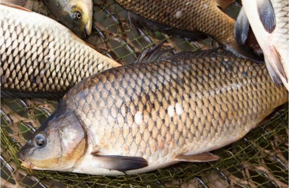 Sazan balığı sümüksüz olacaq