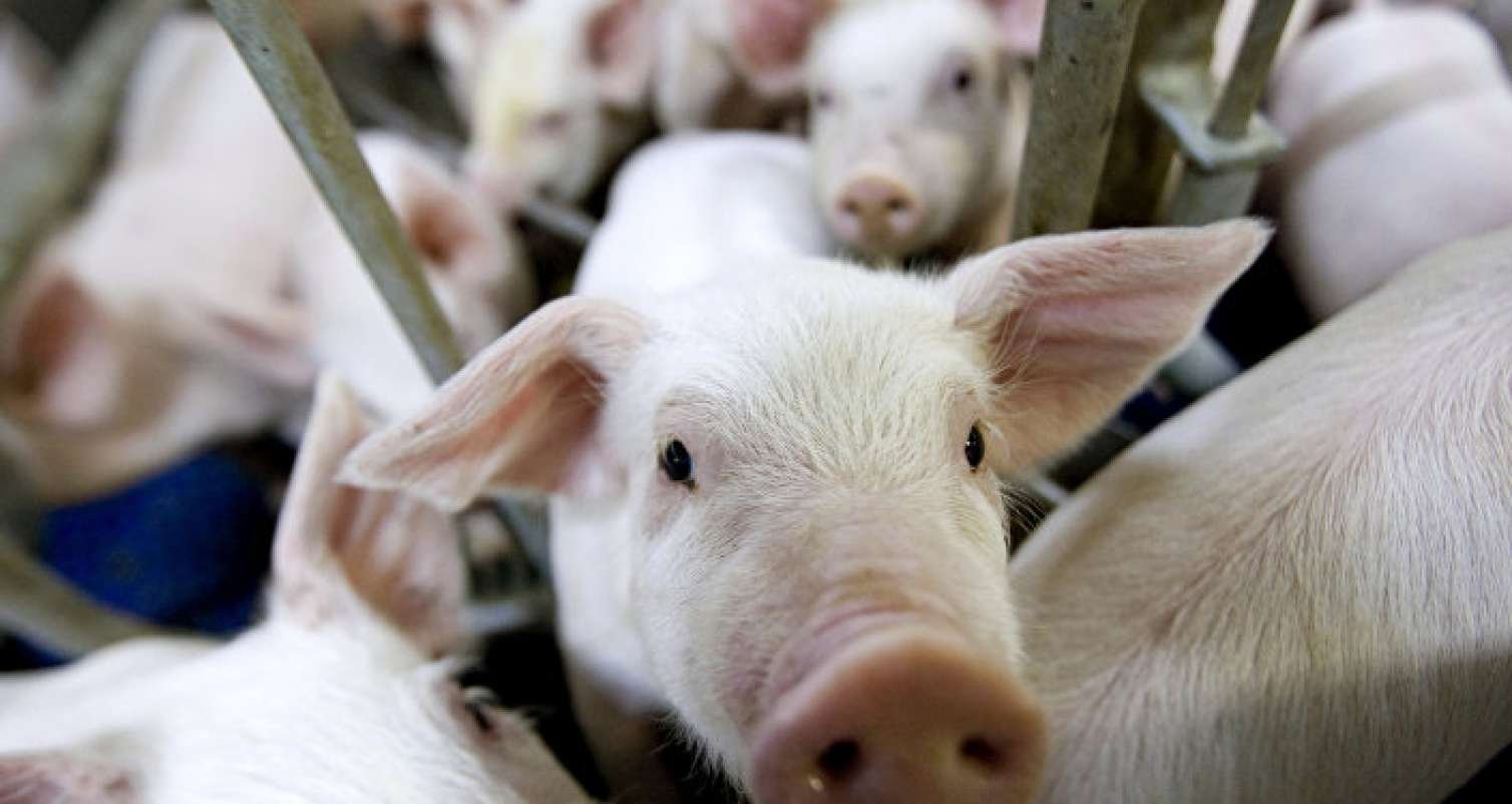 Atasına donuz ətindən ehsan verdi