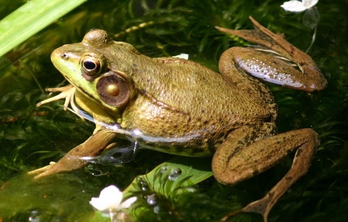 Zəhərli zobu qurbağa ilə müalicə etmək olur? - Həkimdən AÇIQLAMA