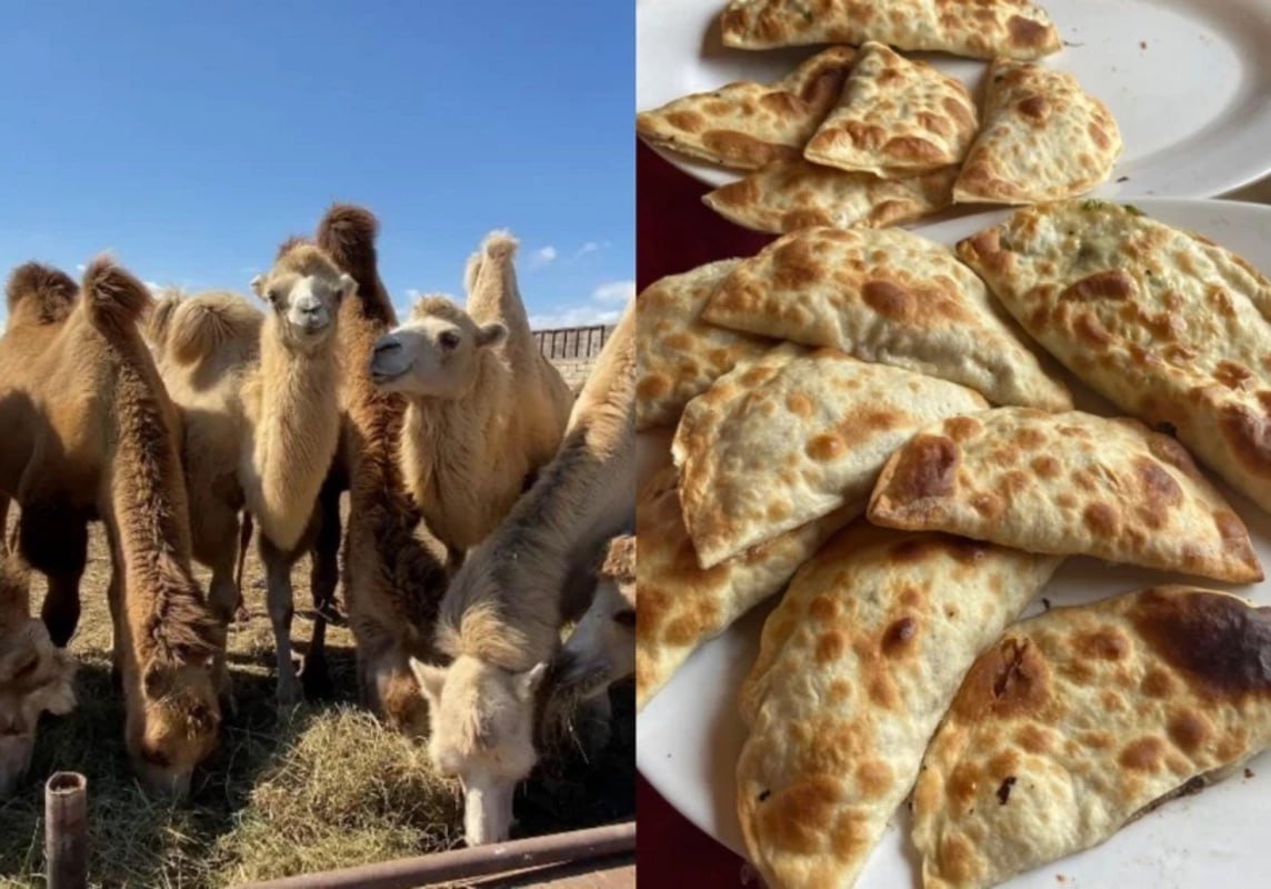 "Dəvə qutabı" adı ilə müştərilər aldadılır - İDDİA