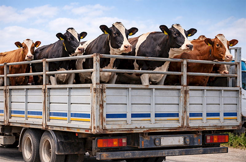 Azərbaycan bu ölkədən 714 inək aldı – Biri 8658 AZN