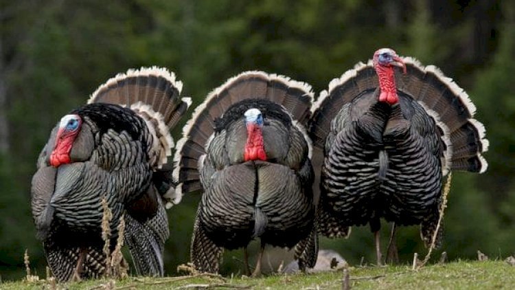“Hinduşka aldım, şişirdilmiş toyuq çıxdı...” - Məşhur naşiri belə aldadıblar