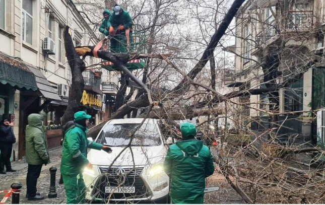 İki gündə Bakıda 78 ağac qırıldı – FOTOLAR