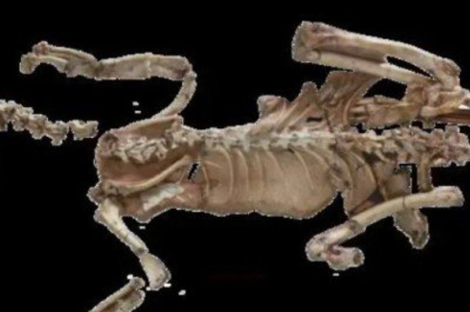 Toyuqdan kiçik dinozavr skeleti TAPILIB