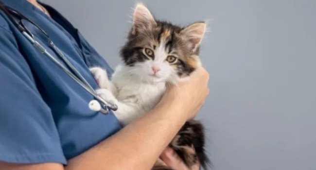 Pişiklər xərçəngə dərman TAPACAQ