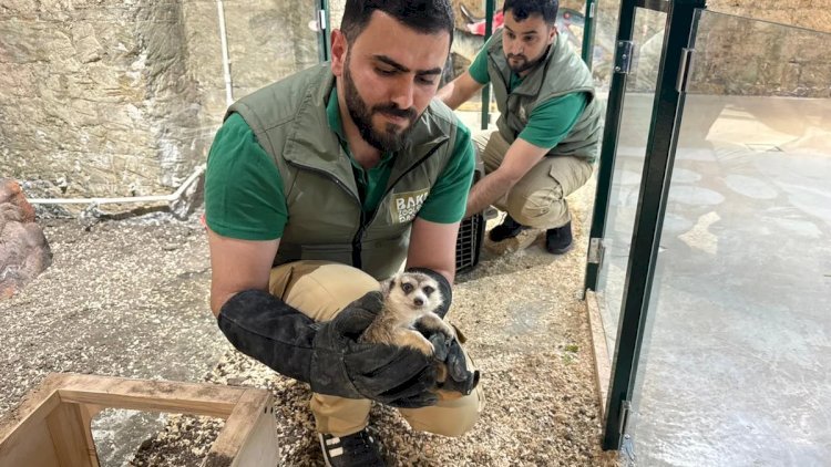Bakıda qanunsuz saxlanılan heyvanlar xilas edildi - FOTOLAR