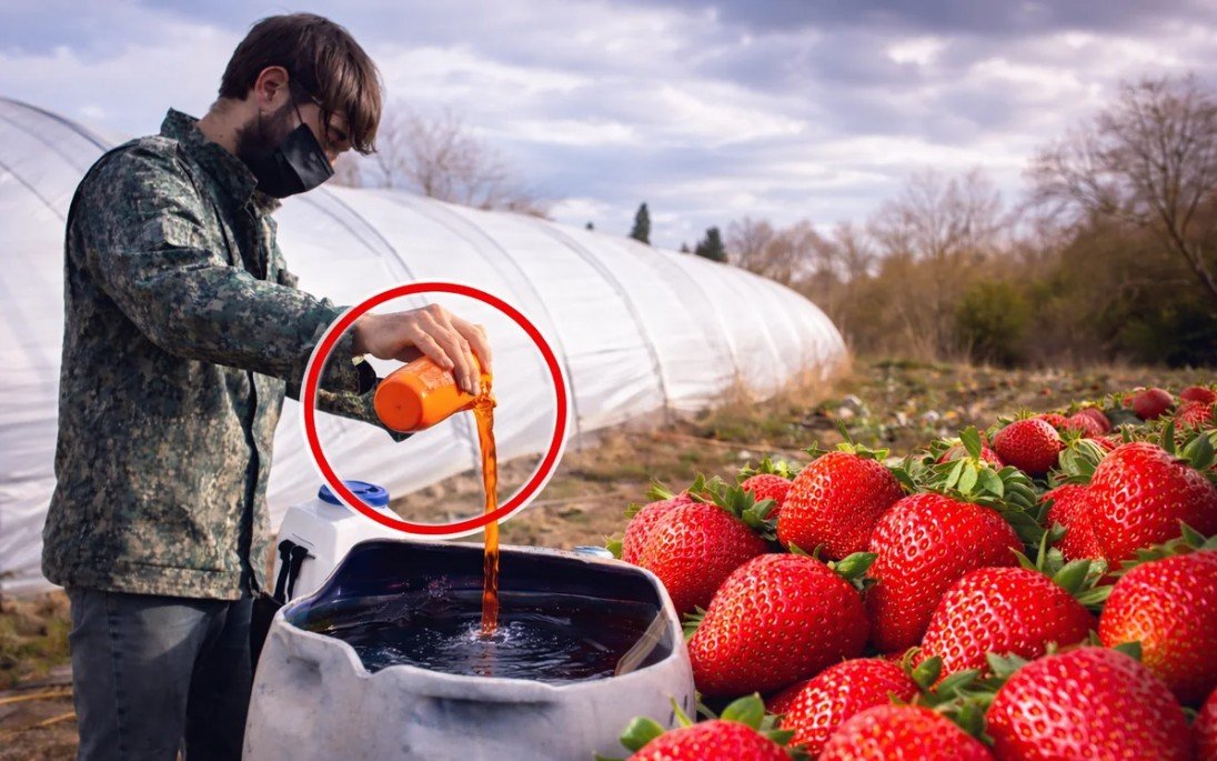 Azərbaycanda çiyələyə zəhərli maddələr qatılır? - Dəhşətli GÖRÜNTÜLƏR yayıldı - VİDEO