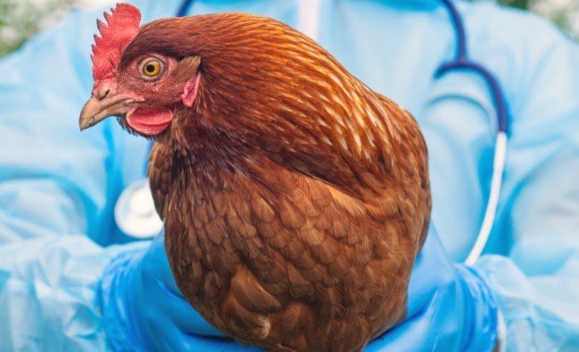 Azərbaycanda quş qripi və Nyukasl xəstəliyi aşkarlanıb? – RƏSMİ