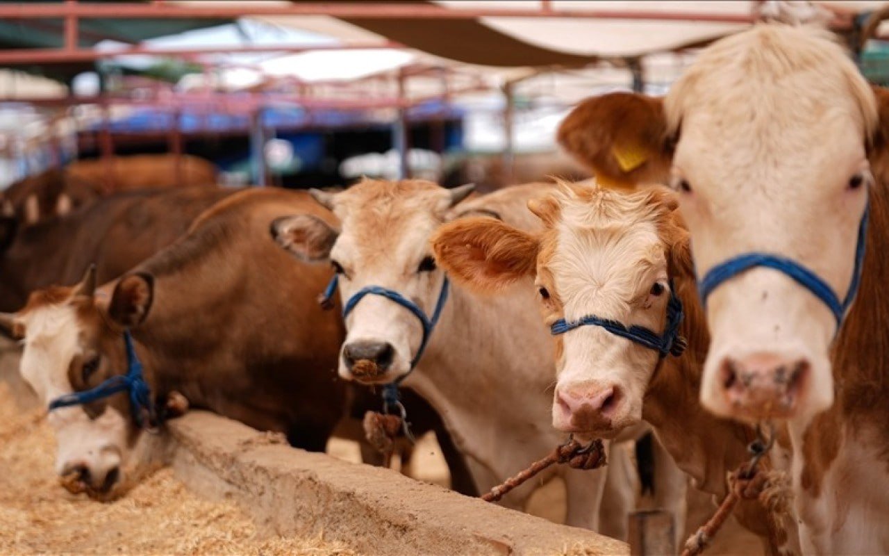 Bu heyvanların bazarda satılmasına icazə VERİLMƏYƏCƏK – RƏSMİ