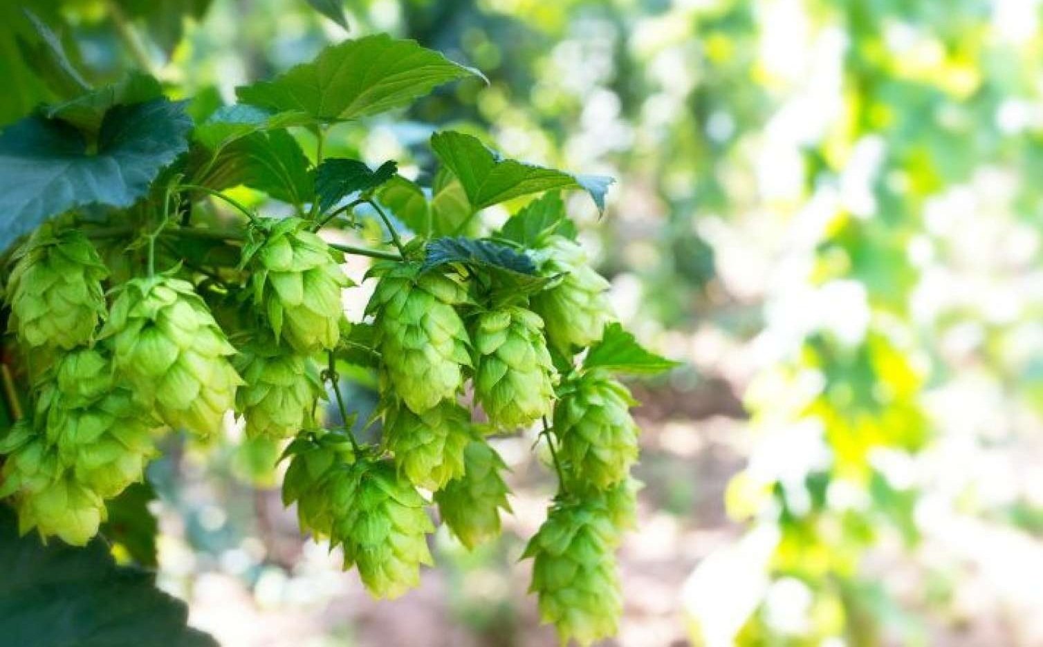 Kəsib zibilliyə atırıq: Avropada qızıldan baha satılır - FOTO