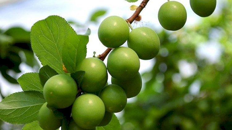 Alça sevənlərin çoxu bunu bilmir – RİSK ALTINDASINIZ