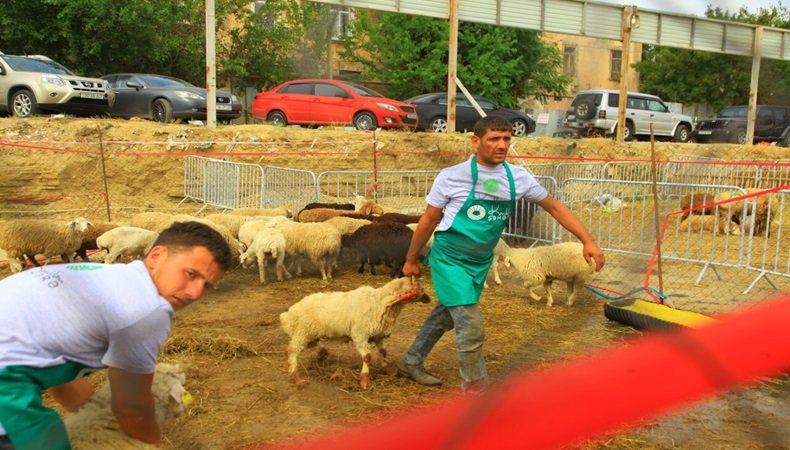 Qurbanlıq heyvanlar neçəyədir? – VİDEO