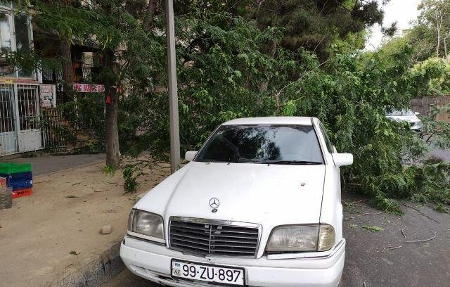 Bakı güclü külək: 41 ağac sındı
