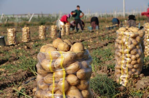 Kartof sahədə 10 qəpik, marketdə 80 qəpik – Qazanan KİMDİR?